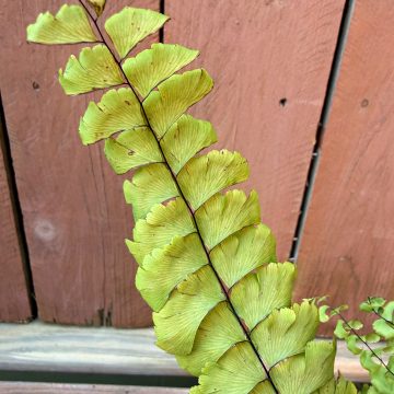 Adiantum pedatum, Size #1
