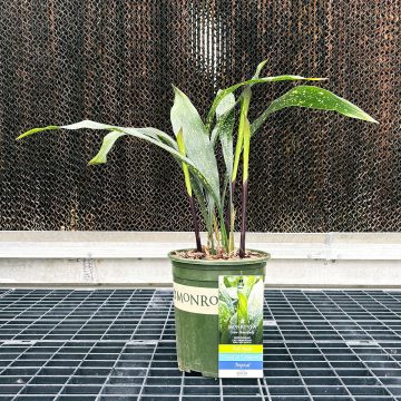ASPIDISTRA SPEK-TACULAR, SIZE #1