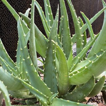 Aloe 'Safari Orange', Size #1