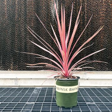 CORDYLINE 'CHARLIE BOY', SIZE #1