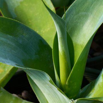 Agave attenuata 'Blue Fantastic', Size #1