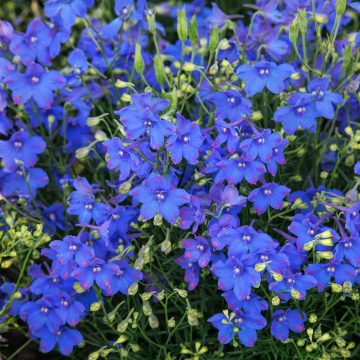 Delphinium ‘Hunky Dory™ Blue’, Size #1