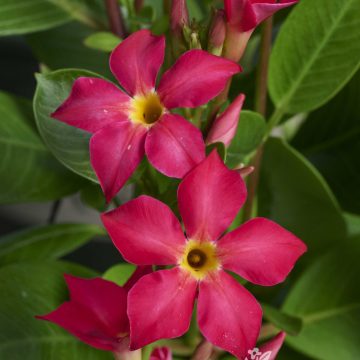 Mandevilla 'Sun Parasol® FiredUp Coral', Size #1