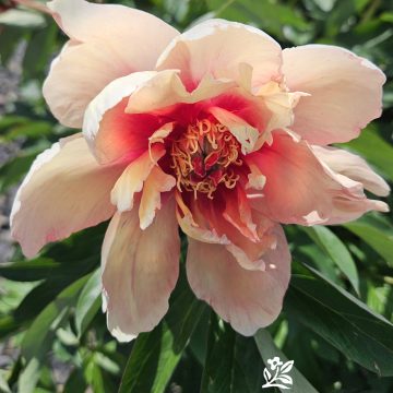 PAEONIA ITOH 'GARDEN CANDY® BLUBERRY LEMONADE'