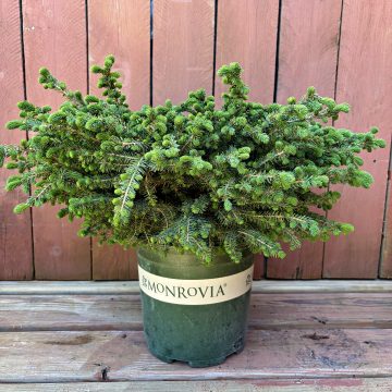 Dwarf Black Spruce, Size #2
