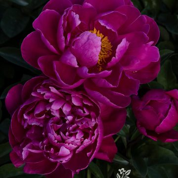 PAEONIA 'RED SARAH BERNHARDT', SIZE #2