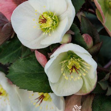 Helleborus 'Ice N' Roses® Bianco', Size #1