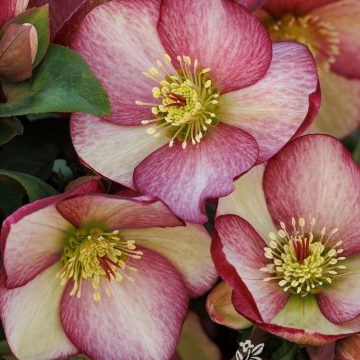 Helleborus 'Ice N' Roses® Rosado', Size #1