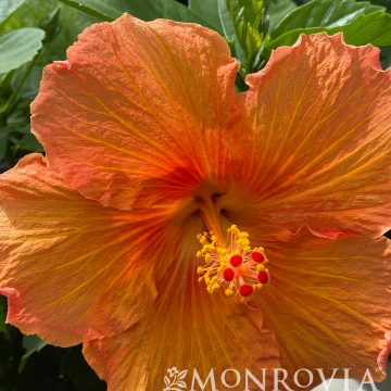 HIBISCUS 'JAZZY JEWEL® AMBER', SIZE #2 PATIO TREE