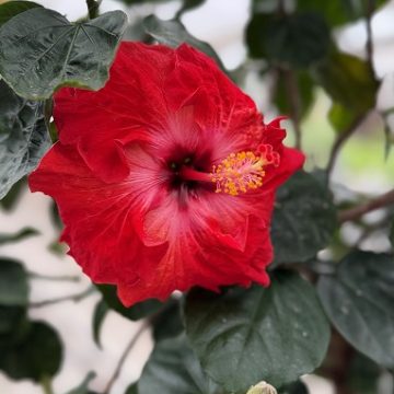 Hibiscus 'Jazzy Jewel® Amber', Size #2 Patio Tree