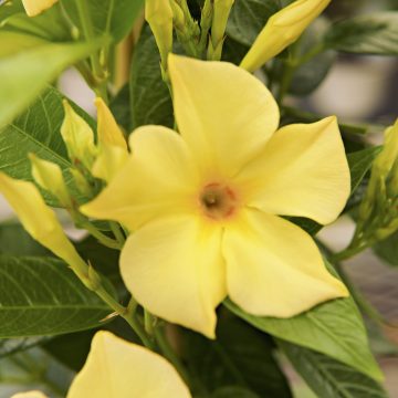 MANDEVILLA 'Sun Parasol® Sunbeam', SIZE #2