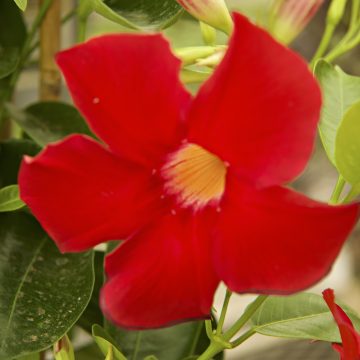 MANDEVILLA 'Sundenia® Suprema Crimson', SIZE #2