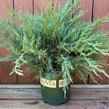 GREY OWL JUNIPER, SIZE #2