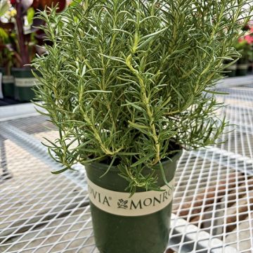 Tuscan Blue Rosemary, Size #1