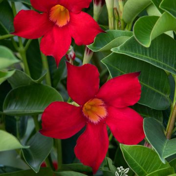 MANDEVILLA 'SUNVILLA™ RED', SIZE #1