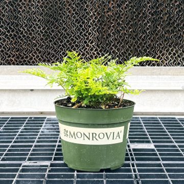 Fern, Davallia fejeensis - 6"