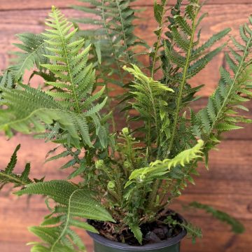 Thelypteris decursive-pinnata, Size #1
