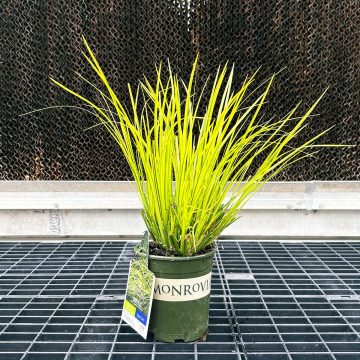 ACORUS OBOROZUKI GRASS, SIZE: QUART