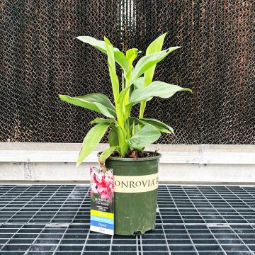 CANNA 'CANNOVA® MANGO', SIZE #1