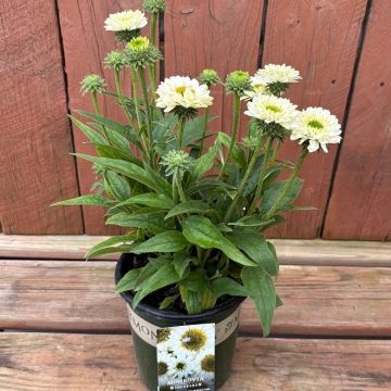 Echinacea 'SunSeekers® White Perfection', Size #1
