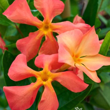 MANDEVILLA 'Sun Parasol® FiredUp Orange', SIZE #2