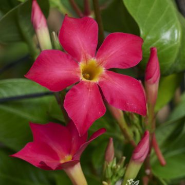 Mandevilla 'Sun Parasol® FiredUp Coral', Size #2