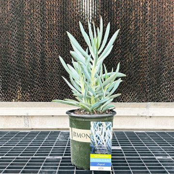 Senecio ficoides 'Mount Everest', Size #1
