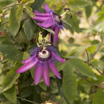 Lavender Lady Passion Flower, Size #1