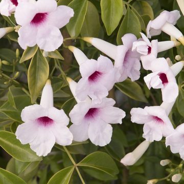 Pink Bower Vine, Size #1