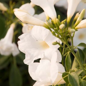 White Bower Vine, Size #1