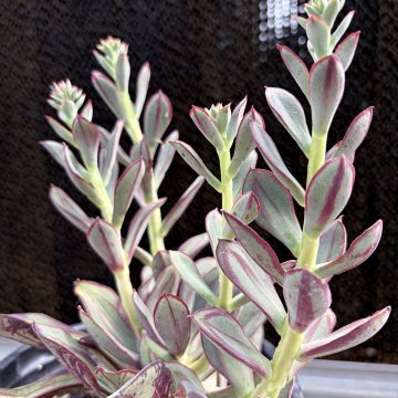 Echeveria nodulosa, Size #1