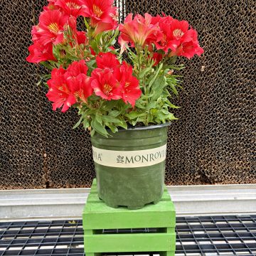 Alstroemeria 'Colorita® Kate®', Size #2