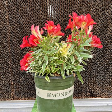 ALSTROMERIA 'Colorita® Katiana®', SIZE #2