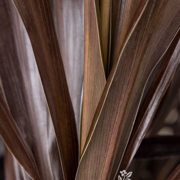 CORDYLINE SUPERSTAR, SIZE #1