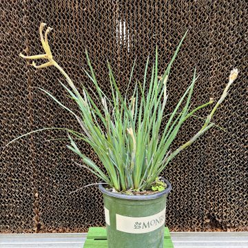 ANIGOZANTHOS 'Celebrations™ Masquerade', SIZE #1