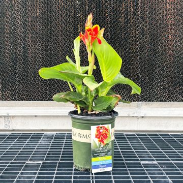 CANNA 'CANNOVA® RED GOLDEN FLAME', SIZE #1