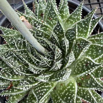 Aloe aristata 'Zambezi', Size #1