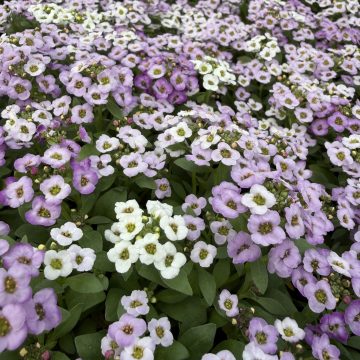 Alyssum Clear Crystal® Lavender Shades - 4 Pak