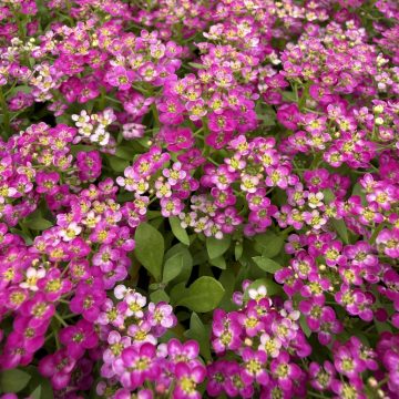 Alyssum Wonderland® Deep Rose - 4 Pak