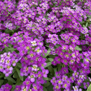 Alyssum Wonderland® Deep Purple- 4 Pak