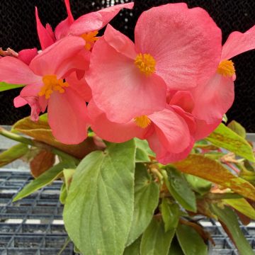 Begonia Dragon Wing® Pink - 6" Pot
