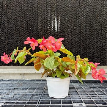 Begonia Dragon Wing® Pink - 6" Pot