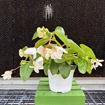 Begonia Dragon Wing® White - 6" Pot