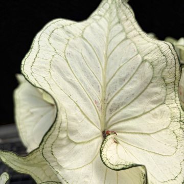 Caladium High Society - 6" Pot