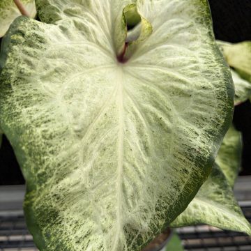 Caladium White Delight - 6" Pot