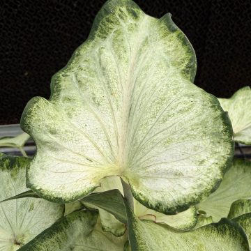 Caladium White Pearl - 6" pot