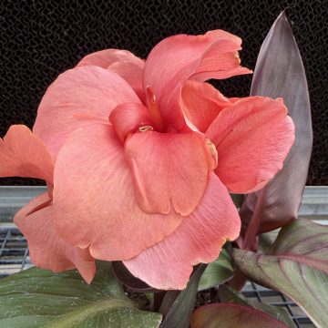 Canna Cannova® Casa Bronze Peach - Size #1