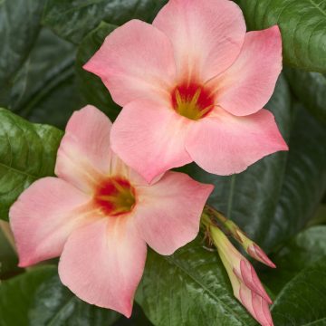 MANDEVILLA 'Sun Parasol® Giant Peach Sunrise' #2
