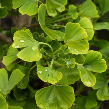GINKGO JADE BUTTERFLIES #5