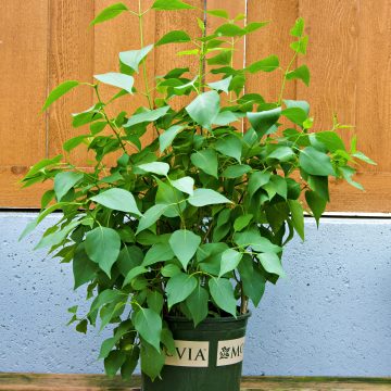 ANGEL WHITE LILAC, SIZE #2